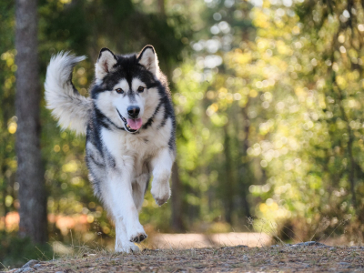 Study reveals new insights into how soundboard-trained dogs understand words