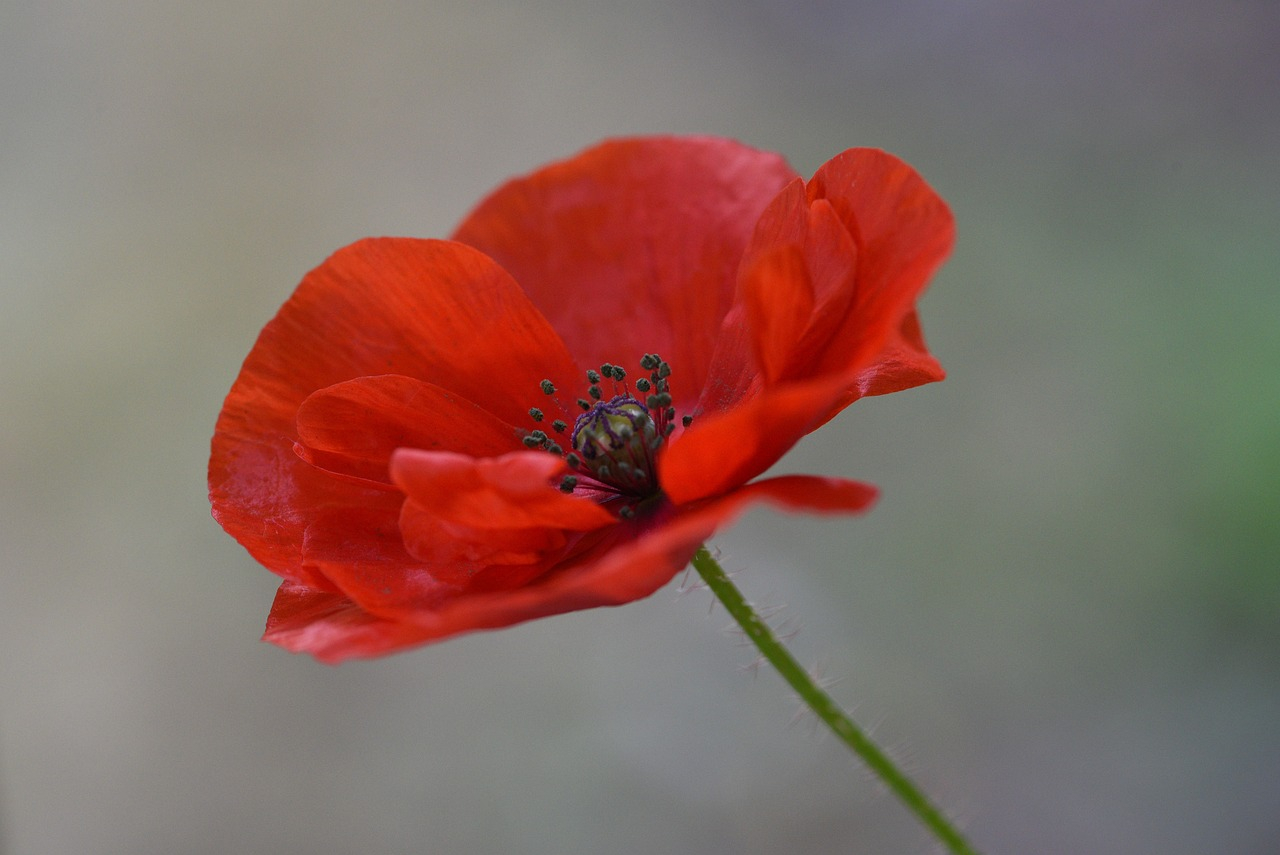 Remembrance Day