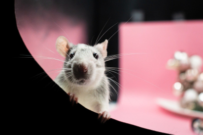 Controlling stress - lessons from rats that could improve human resilience